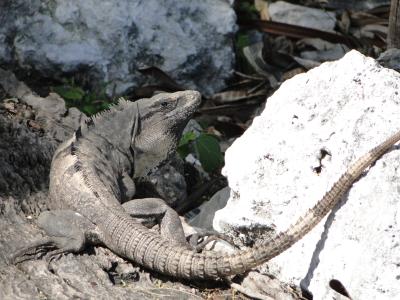 inhabitant