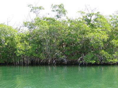 mangroves