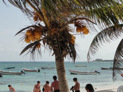 turtel beach