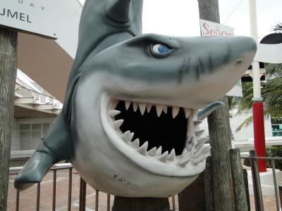 great white shark